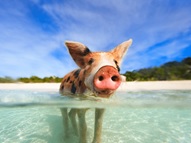 Swim with pigs
